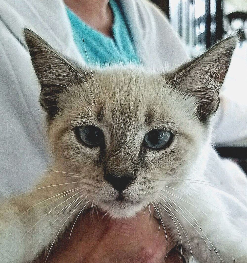 CLOSE-UP PORTRAIT OF WOMAN WITH HAND ON CAT