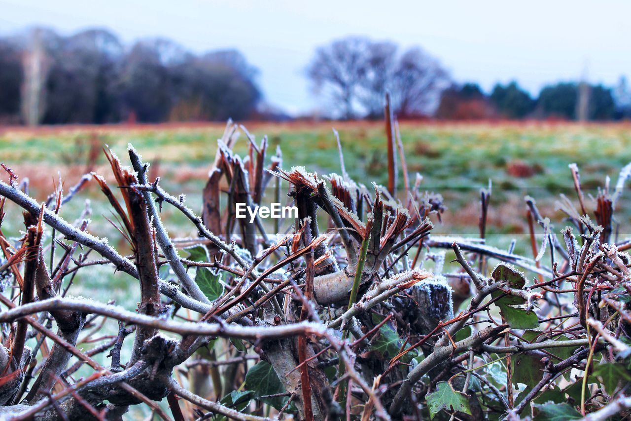 CLOSE-UP OF FROST ON FIELD