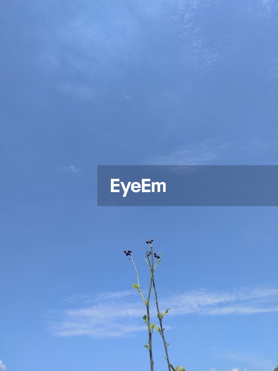 LOW ANGLE VIEW OF PLANT GROWING AGAINST BLUE SKY