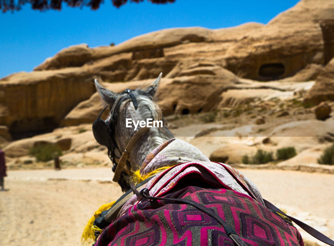 CLOSE-UP OF A HORSE ON A LAND