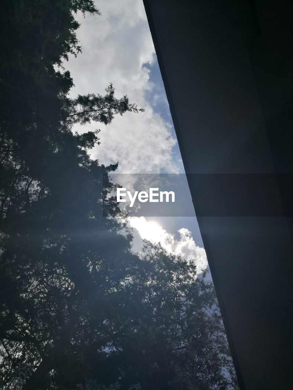 LOW ANGLE VIEW OF SKY AND TREES AGAINST CLOUDY DAY