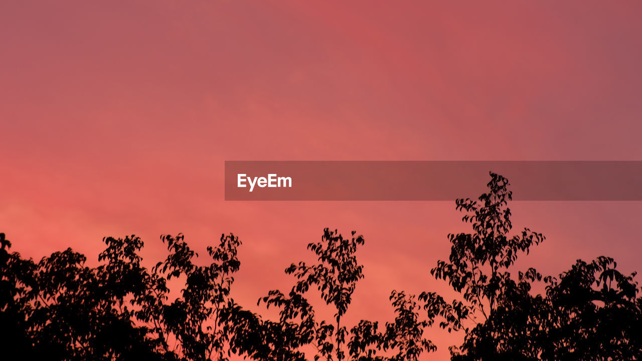 LOW ANGLE VIEW OF SILHOUETTE TREES AGAINST SKY AT SUNSET