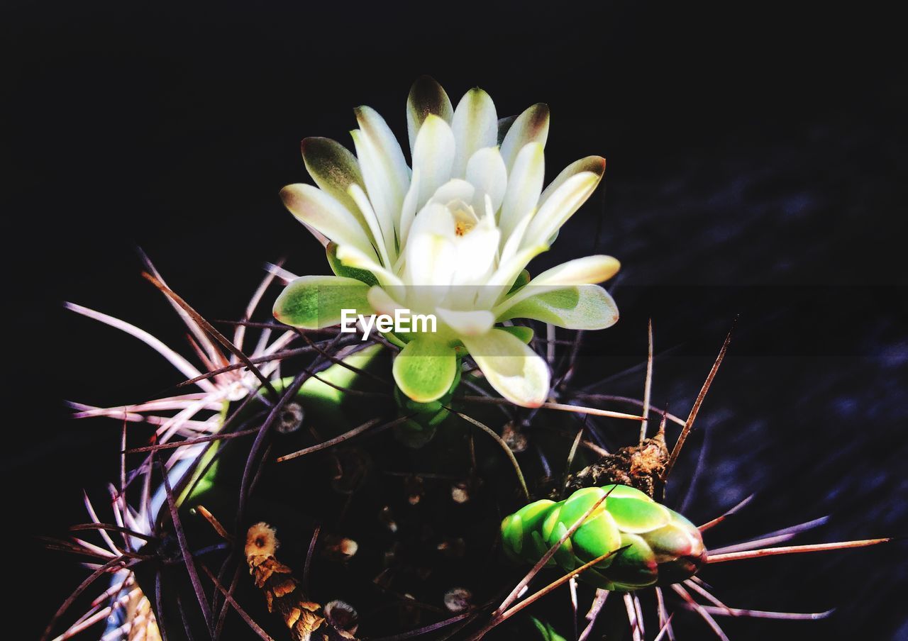 Close-up of flowering cactus against black background
