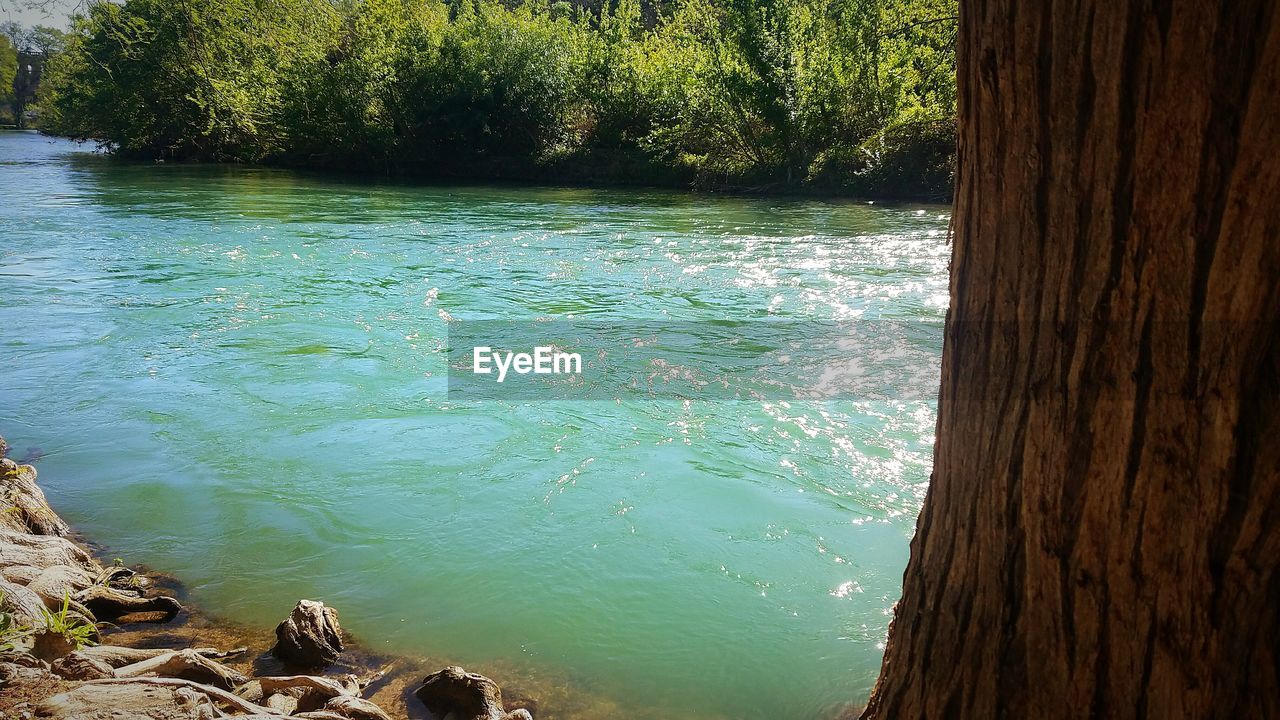 CLOSE-UP OF WATER AGAINST TREES