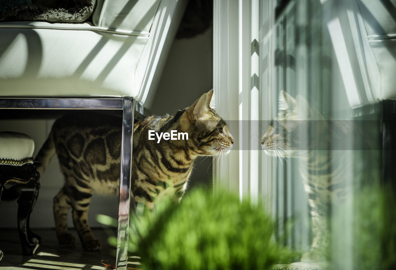 Side view of cat looking through window at home