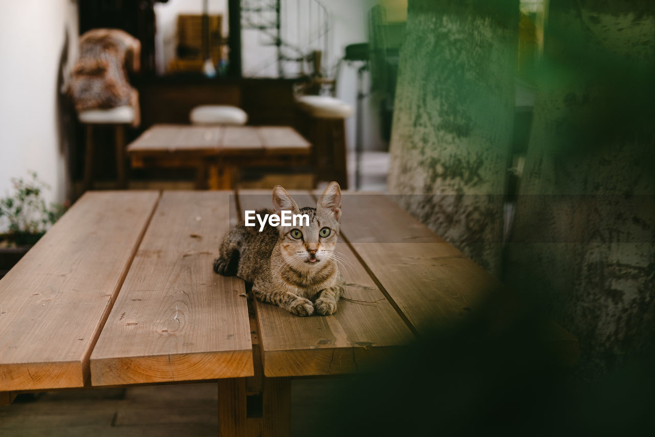 CAT SITTING ON WOODEN WALL