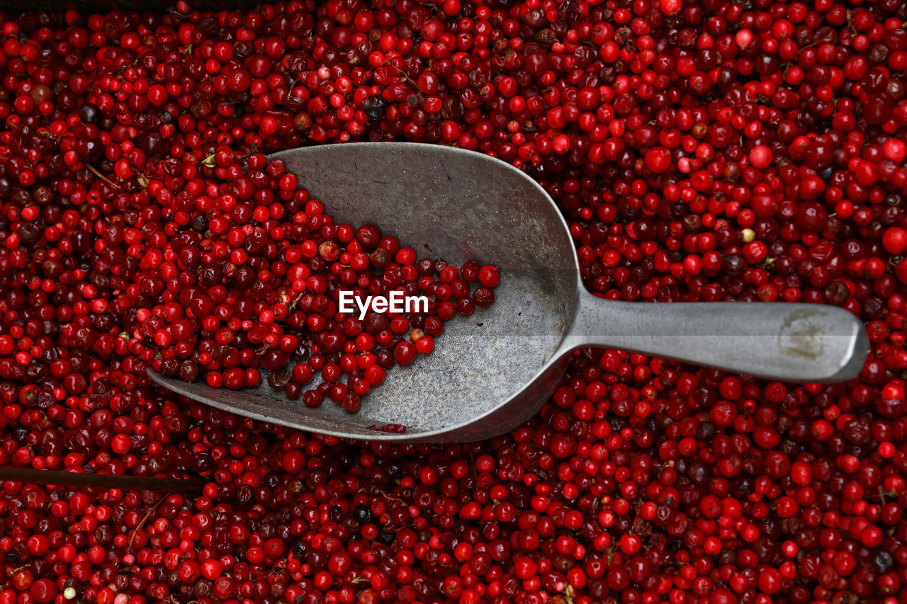 Close-up of berries