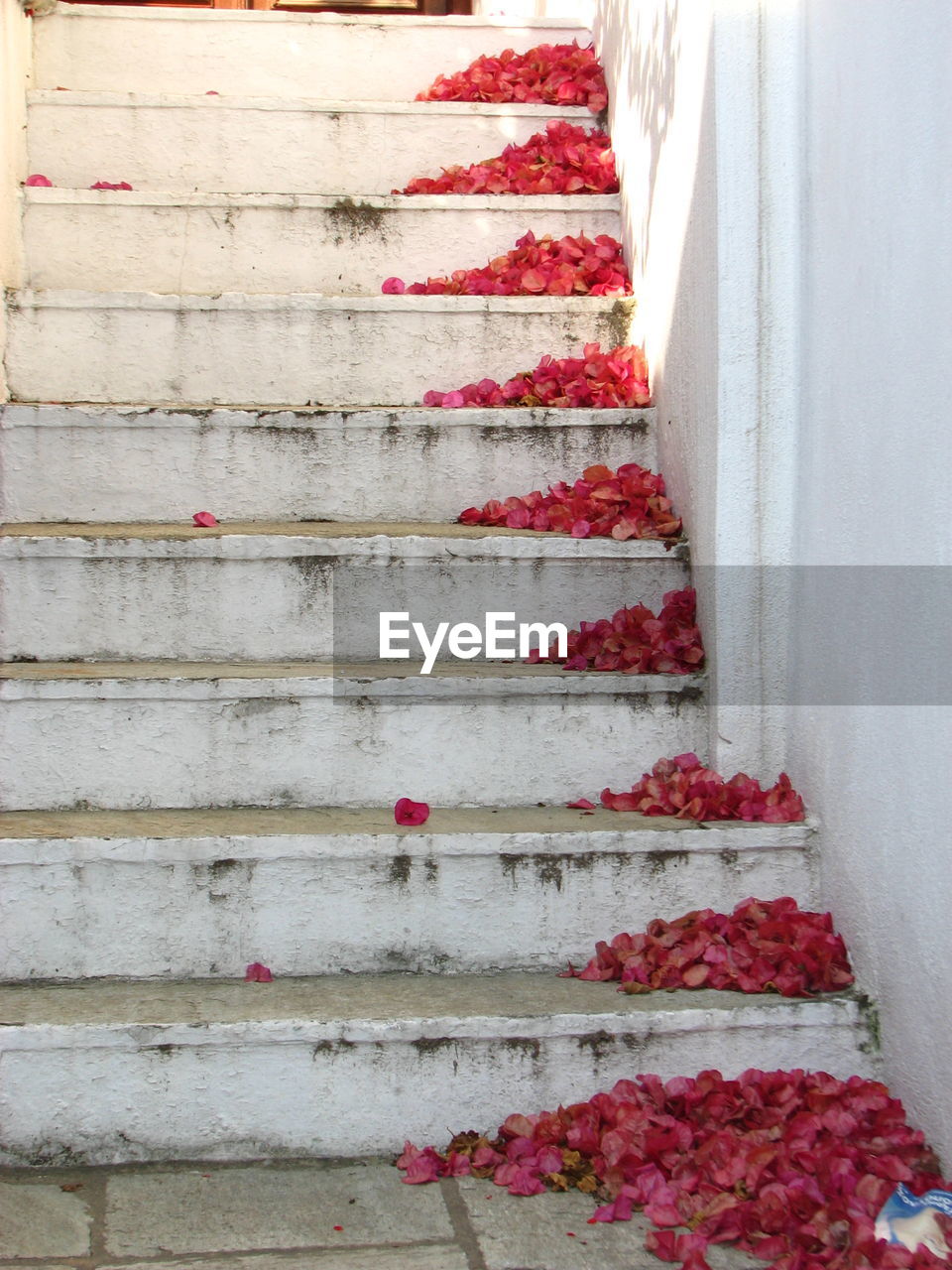 Red flowers on steps