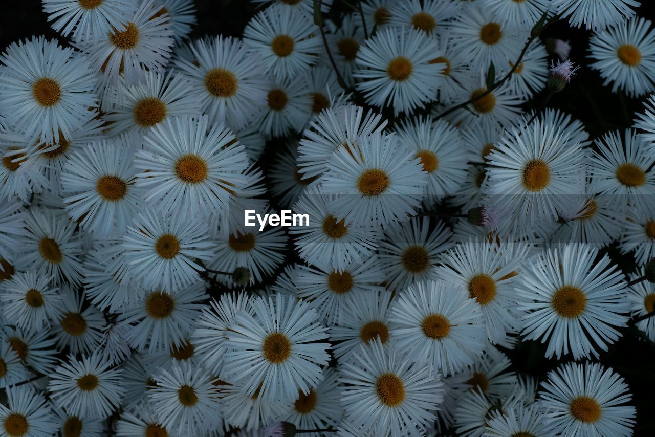 Full frame shot of white flowers