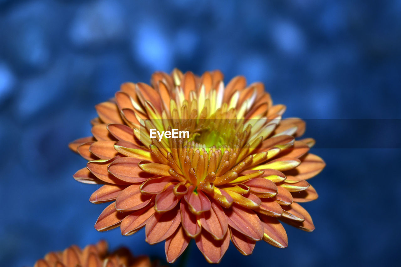 CLOSE-UP OF ORANGE DAISY FLOWER