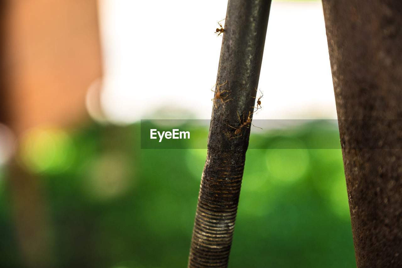 CLOSE-UP OF INSECT ON TREE