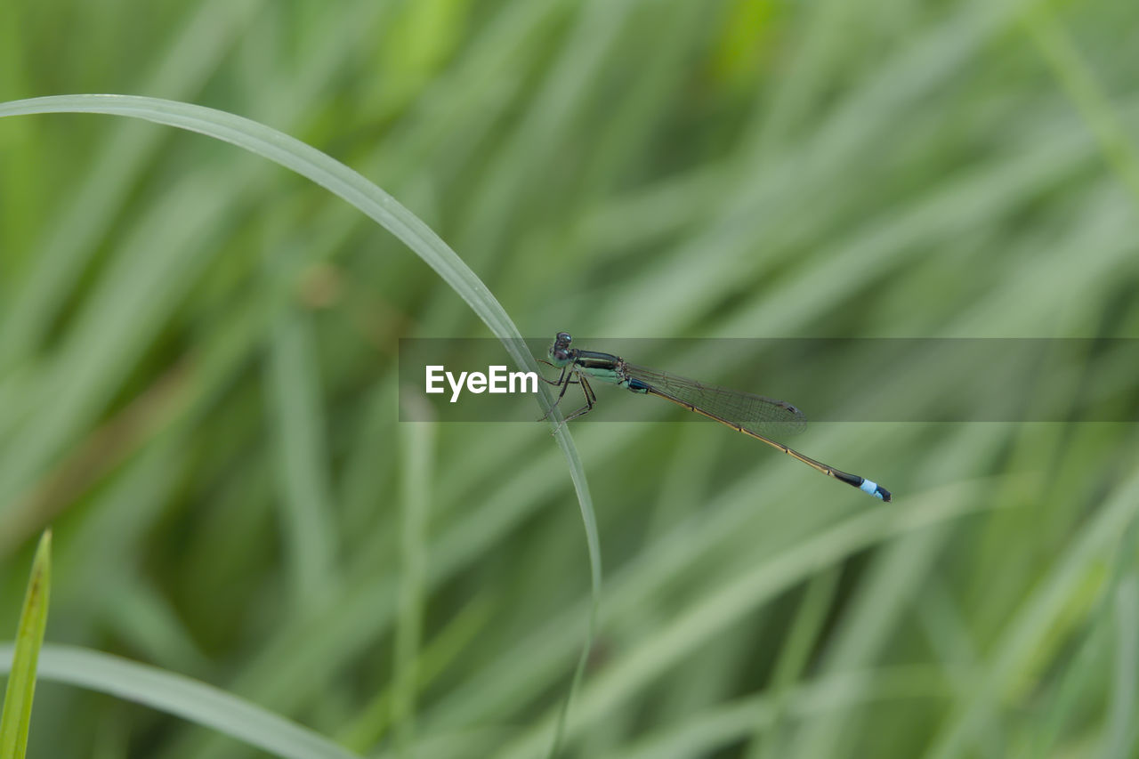 Close-up of insect on grass