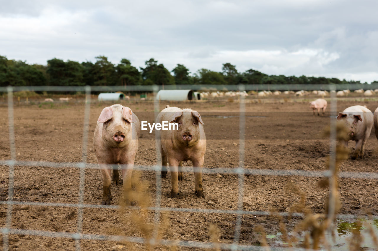 Pigs in field 