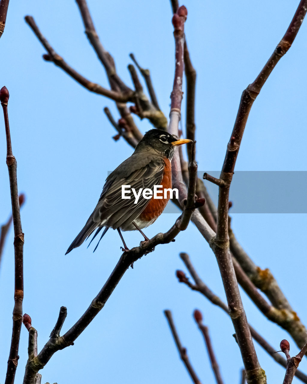 animal wildlife, animal, animal themes, bird, tree, branch, wildlife, perching, plant, nature, one animal, sky, no people, clear sky, low angle view, twig, bare tree, outdoors, day, beauty in nature, sunny, flower, blue