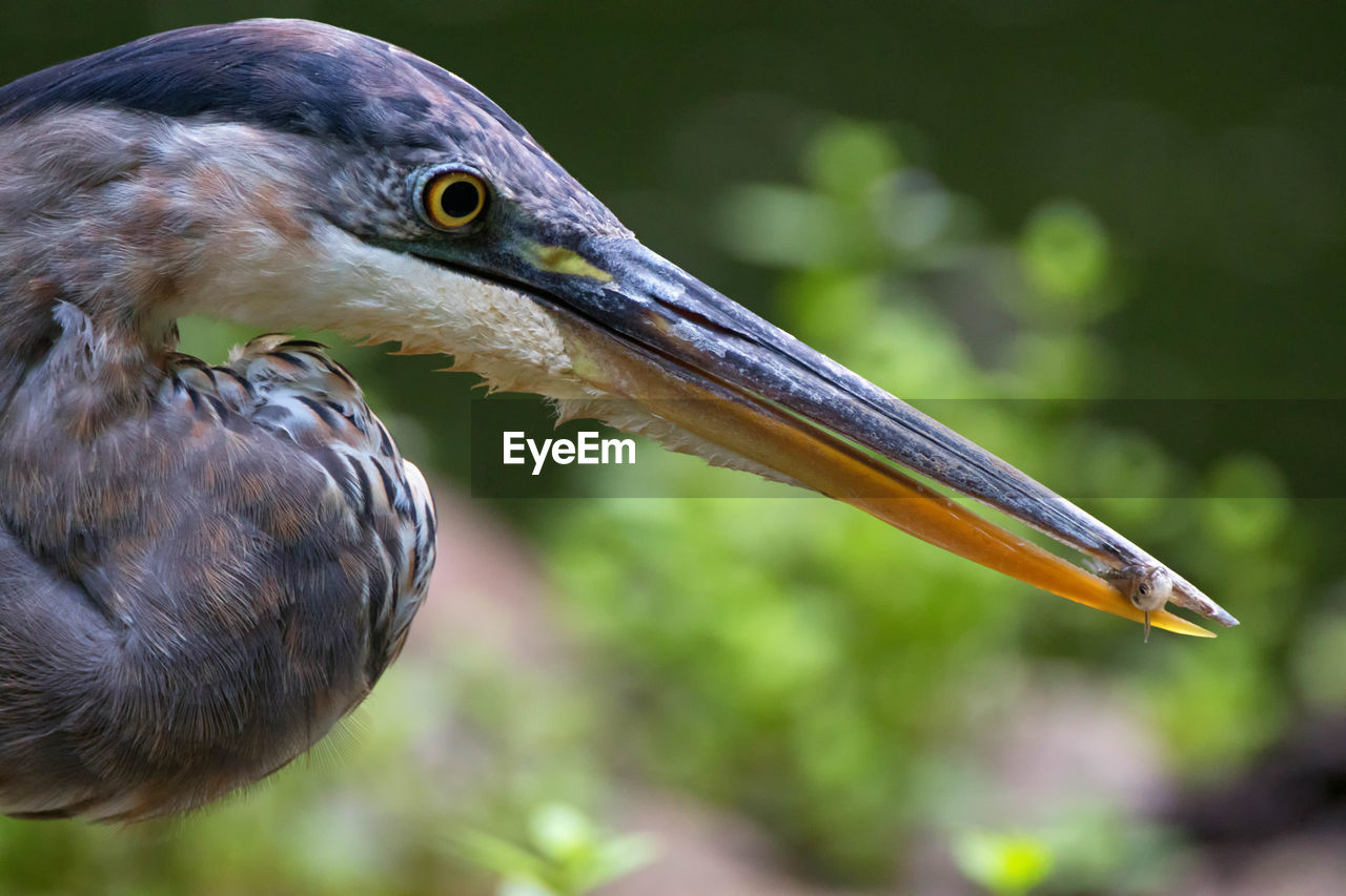 Close-up of great blue heron with prey