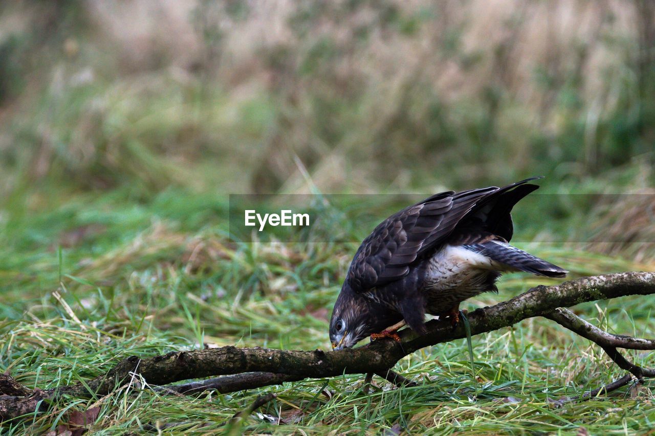 Eurasian buzzard on stick over grassy field