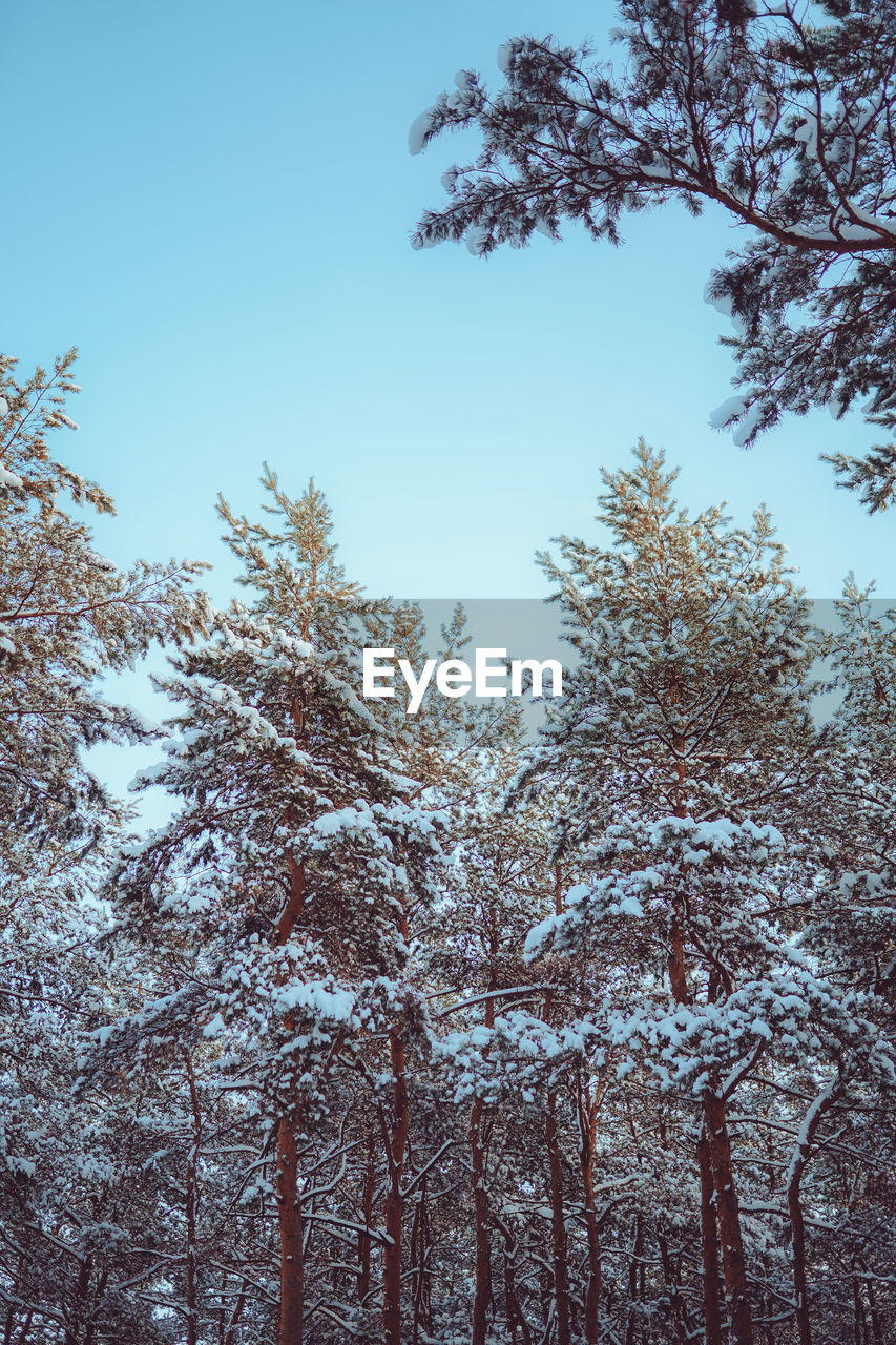 tree, plant, winter, sky, nature, branch, beauty in nature, snow, no people, tranquility, forest, low angle view, pine tree, coniferous tree, pinaceae, growth, scenics - nature, cold temperature, frost, leaf, pine woodland, clear sky, land, tranquil scene, day, non-urban scene, environment, blue, woodland, outdoors, freezing, sunlight, landscape, morning, autumn