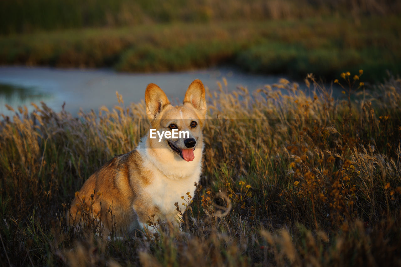 Pembroke welsh corgi sitting on field at park