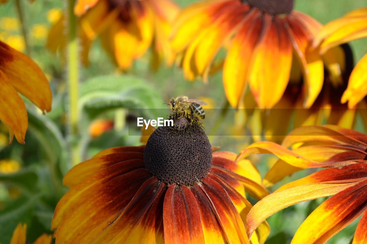 CLOSE-UP OF HONEY BEE ON YELLOW FLOWER