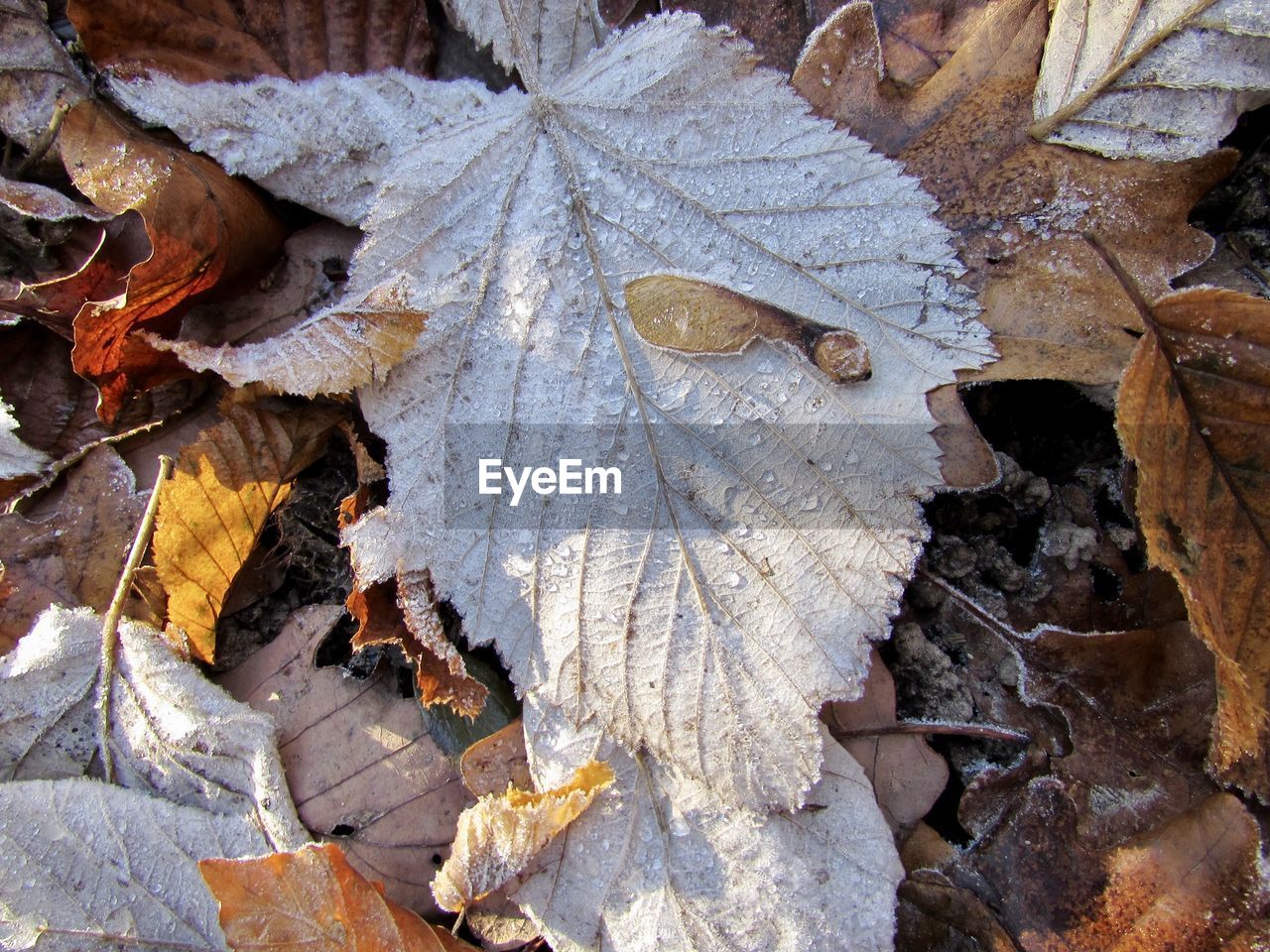 Close-up of snow in forest during autumn