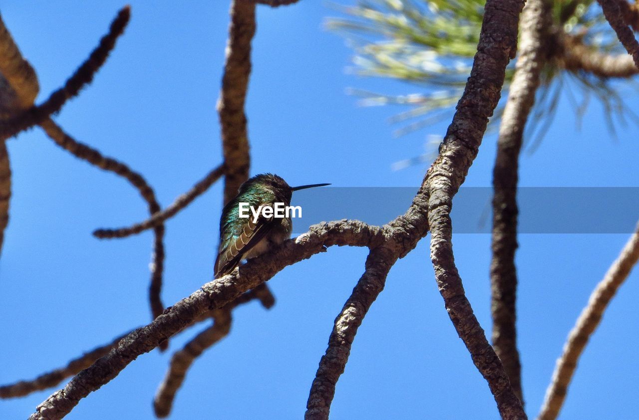 LOW ANGLE VIEW OF BIRD PERCHING ON BRANCH