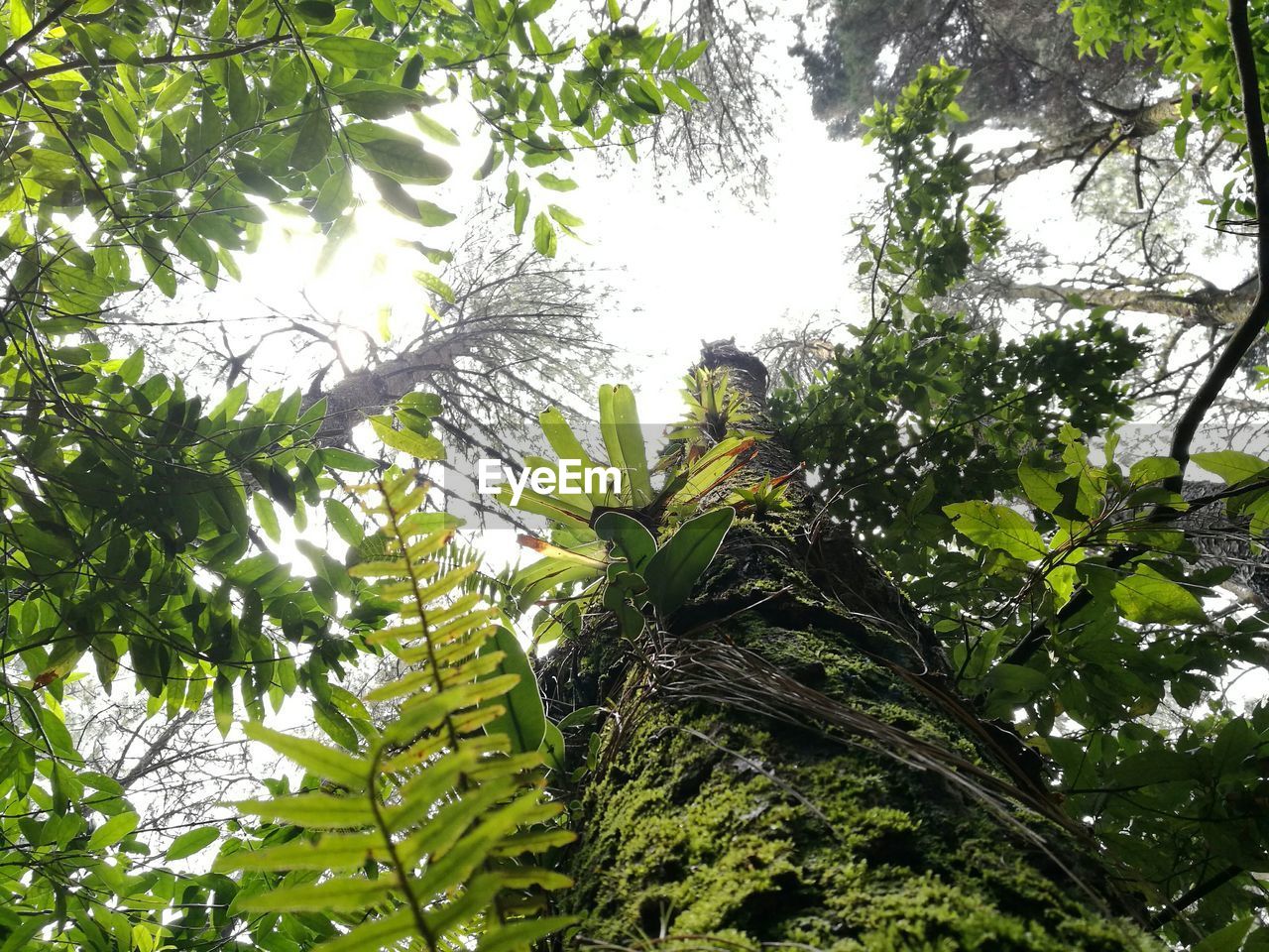 LOW ANGLE VIEW OF TALL TREES