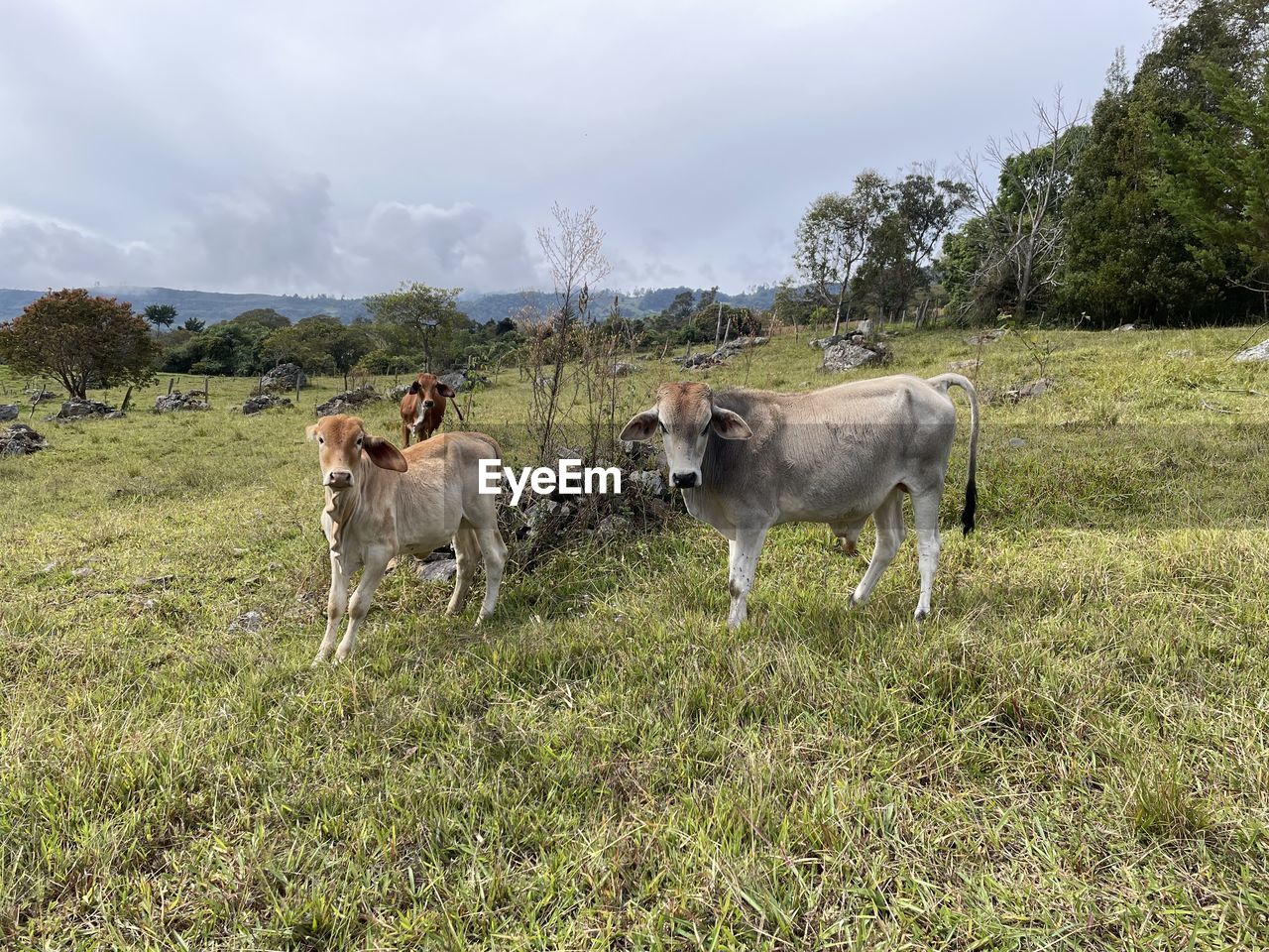 mammal, animal, animal themes, pasture, domestic animals, livestock, plant, group of animals, grass, cattle, meadow, rural area, pet, nature, grazing, field, land, sky, landscape, agriculture, cloud, grassland, environment, animal wildlife, herd, cow, no people, wildlife, farm, domestic cattle, rural scene, dairy cow, plain, outdoors, green, tree, day, beauty in nature