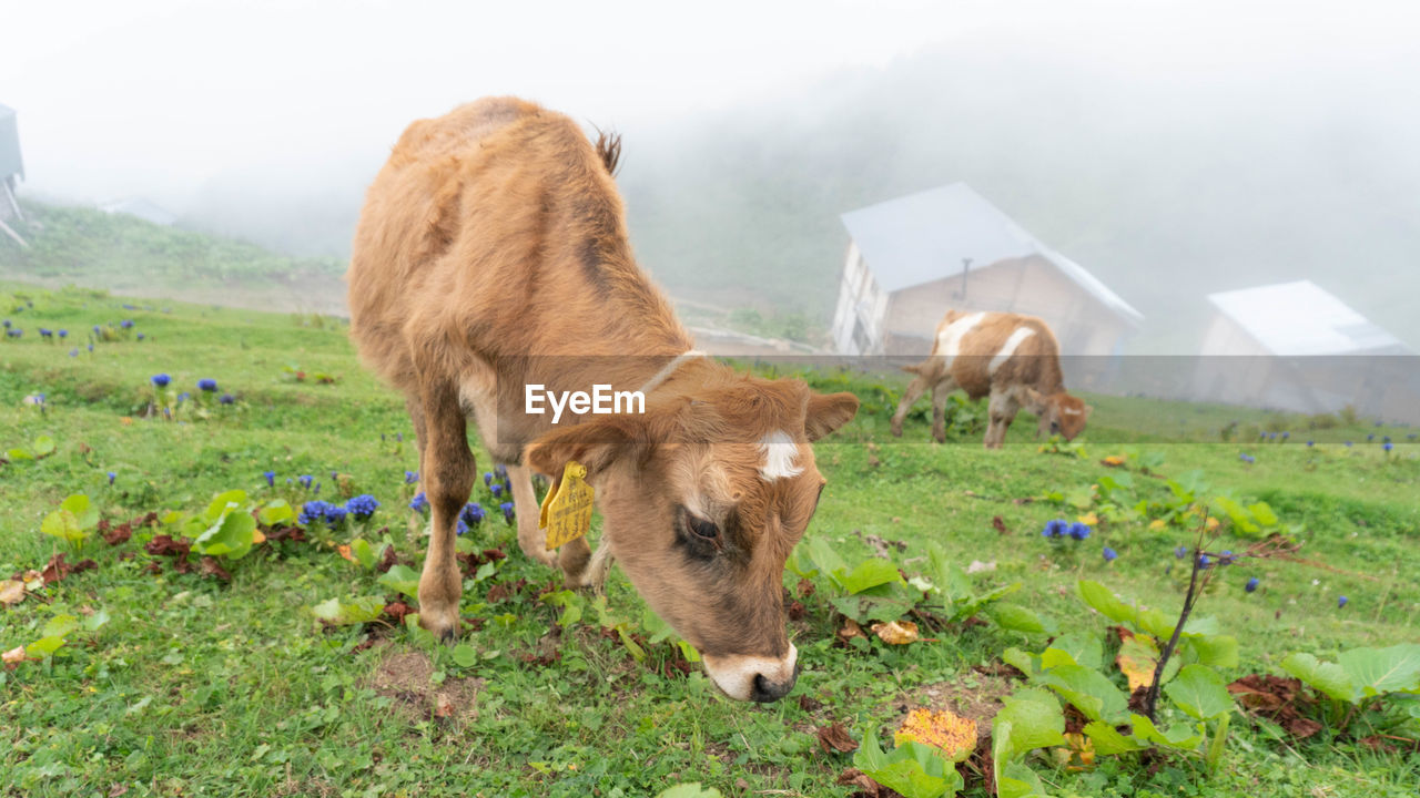 Sheep in a field