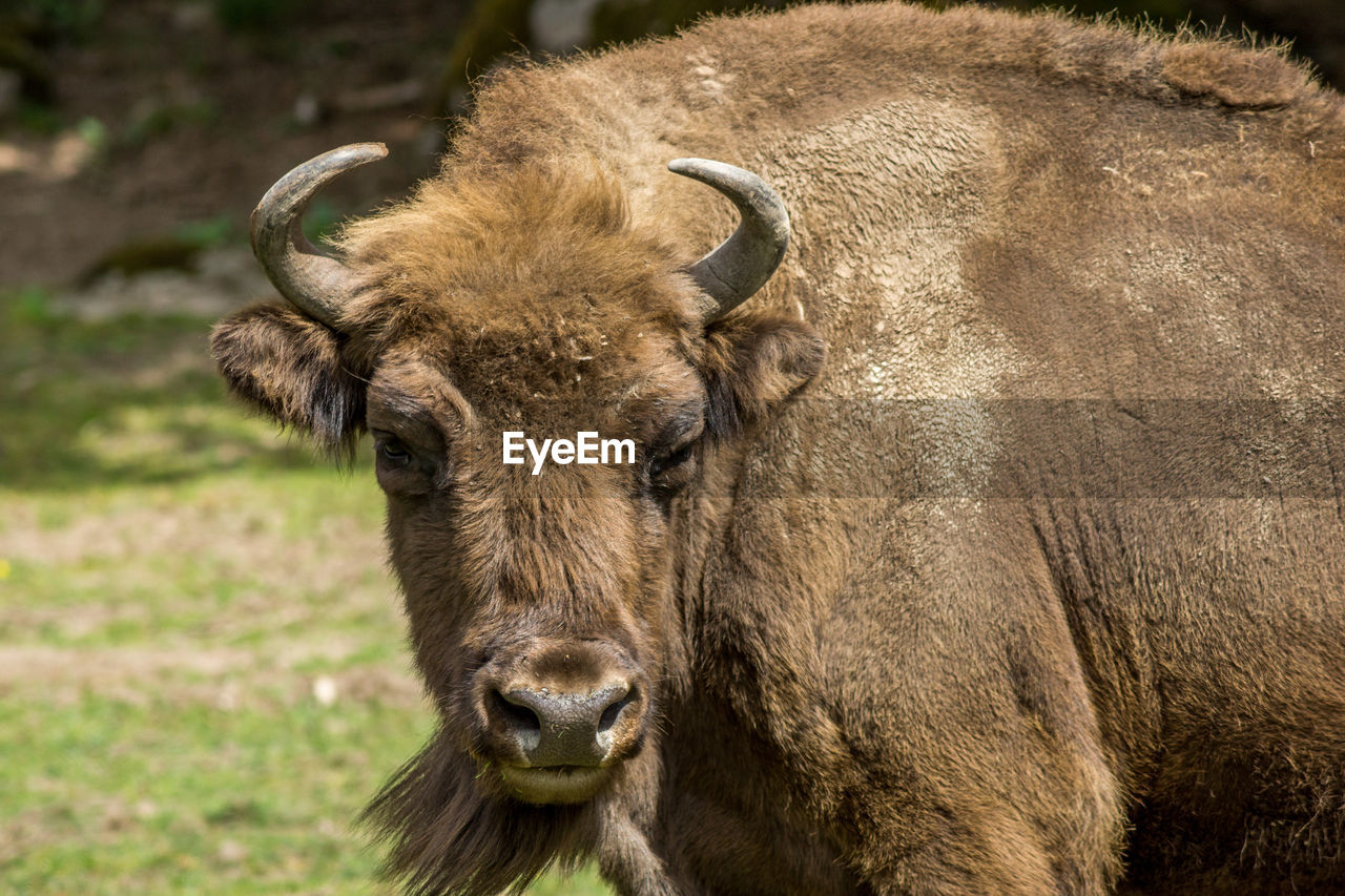 Portrait of european bison standing on field