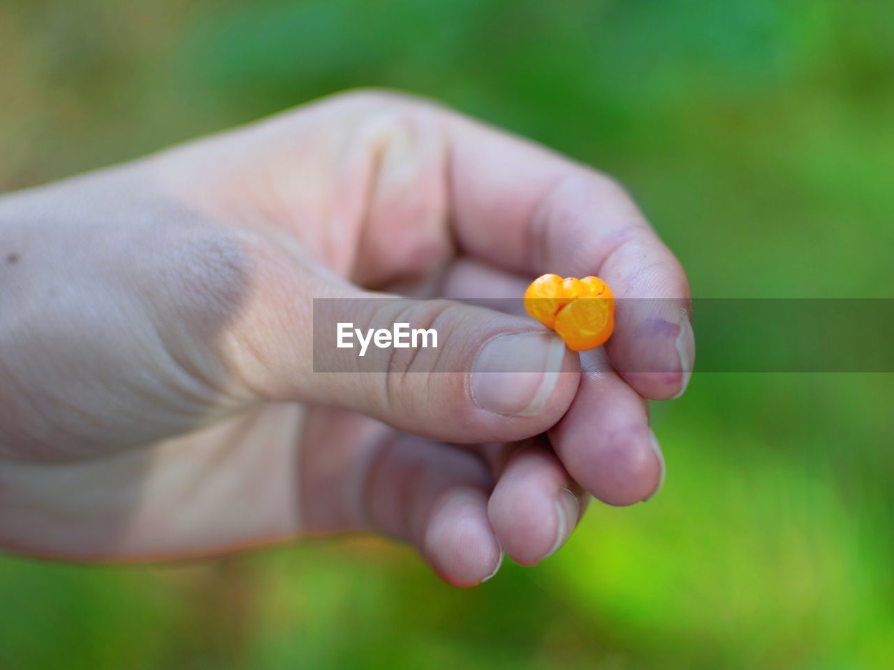 Close-up of hand holding cloudberry