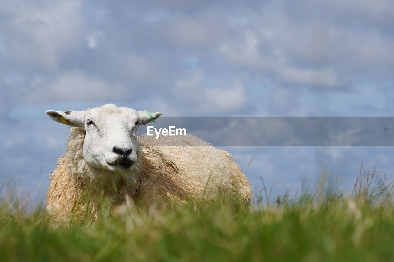 Portrait of sheep laying down on on grass land