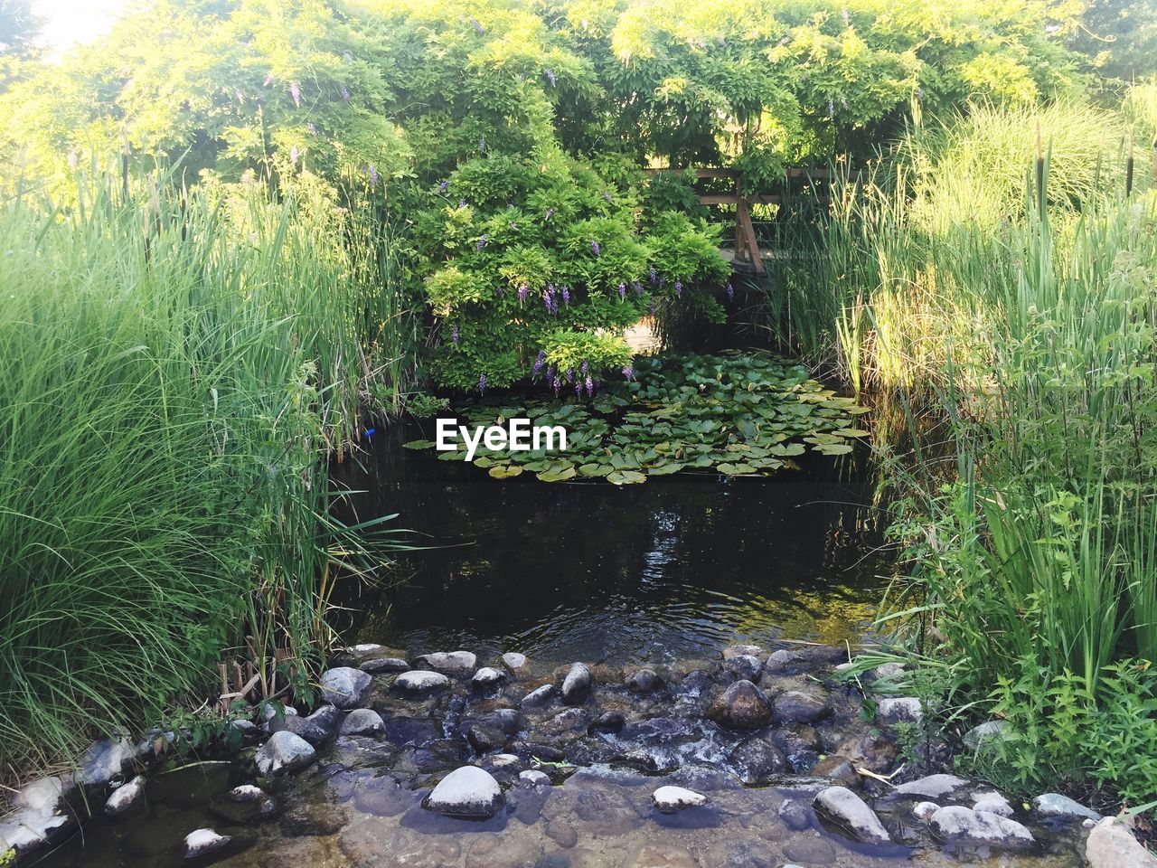 PLANTS IN WATER