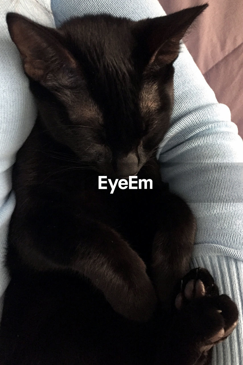 High angle close-up of cat sleeping by woman on bed