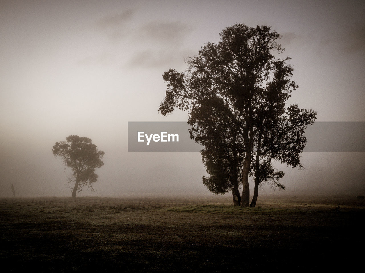 Tree on field against sky