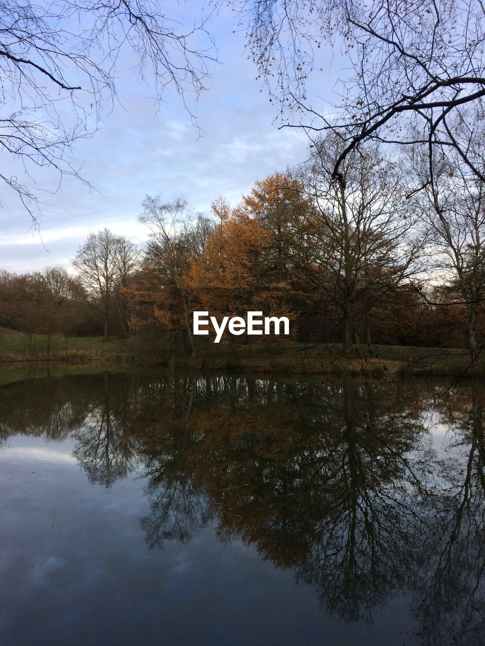 REFLECTION OF BARE TREES IN LAKE AGAINST SKY