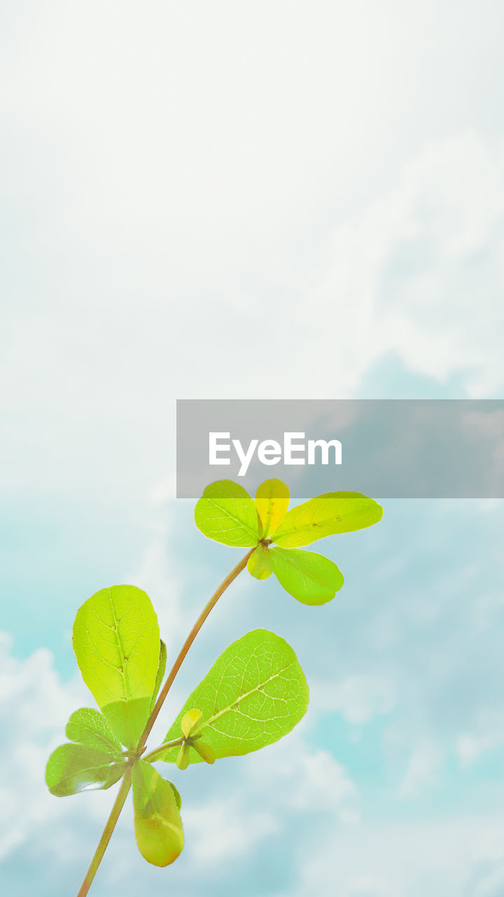 LOW ANGLE VIEW OF PLANT AGAINST SKY