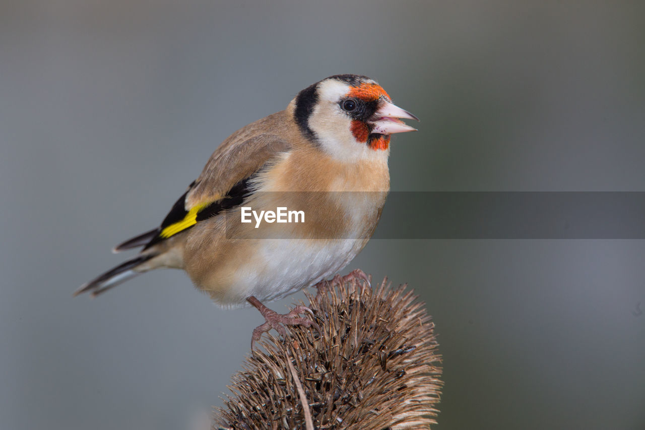 Close-up of european goldfinch perching on dried flower