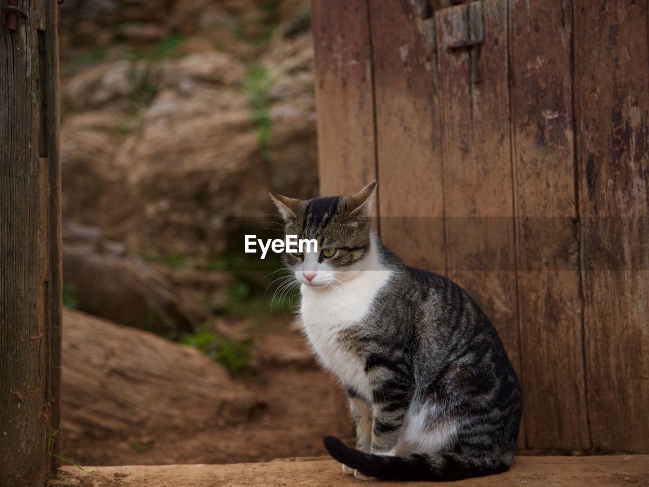 PORTRAIT OF CAT SITTING ON WOOD