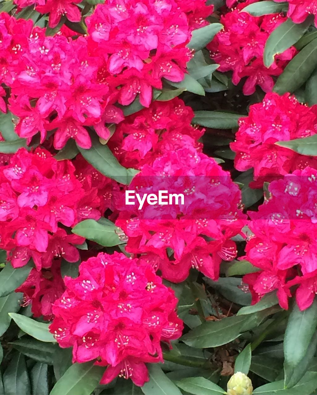 CLOSE-UP OF PINK FLOWERS BLOOMING