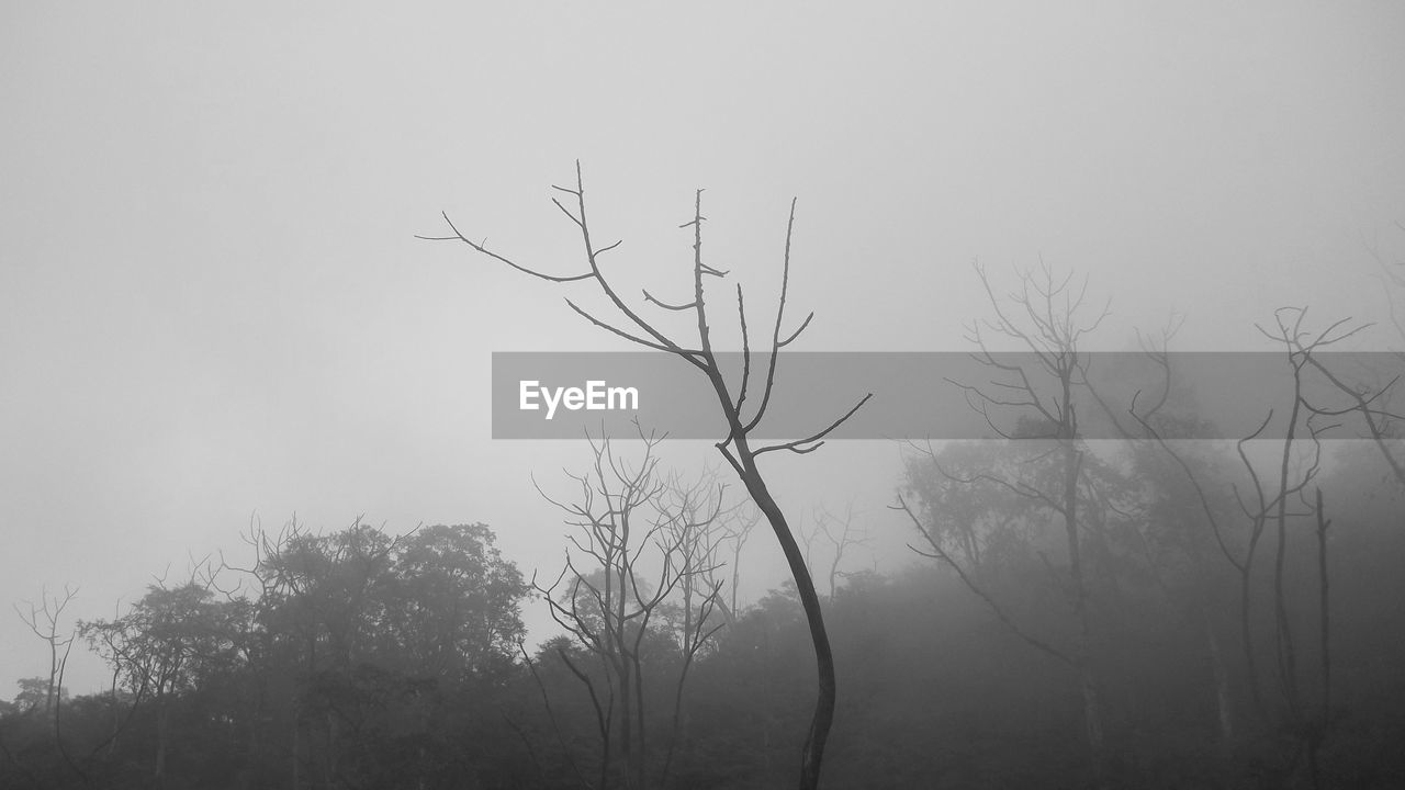 BARE TREES AGAINST CLEAR SKY