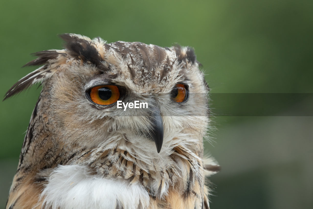 Head shot of a european eagle owl 