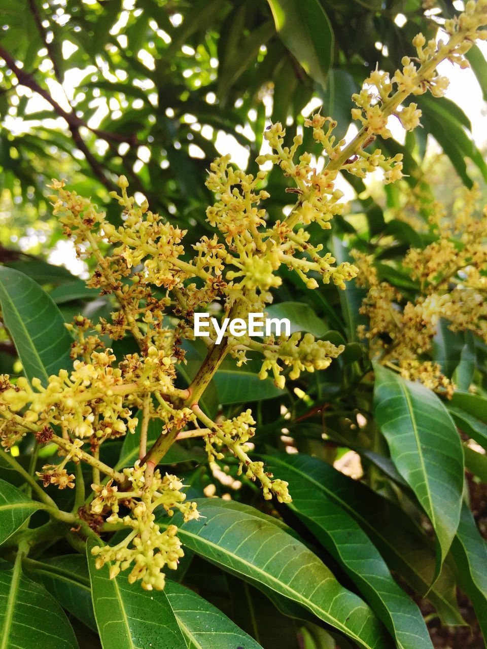 Close-up of flowers and leaves growing on plant