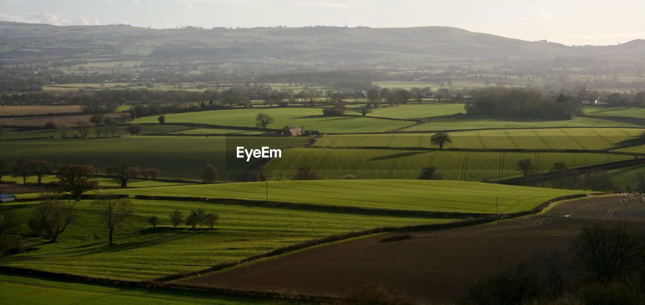 Scenic view of agricultural field