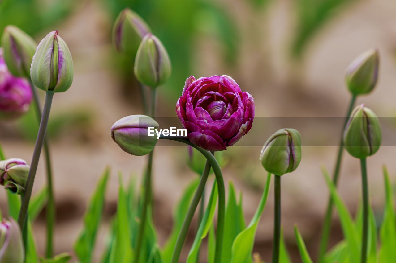 Close-up of pink flowering plant
