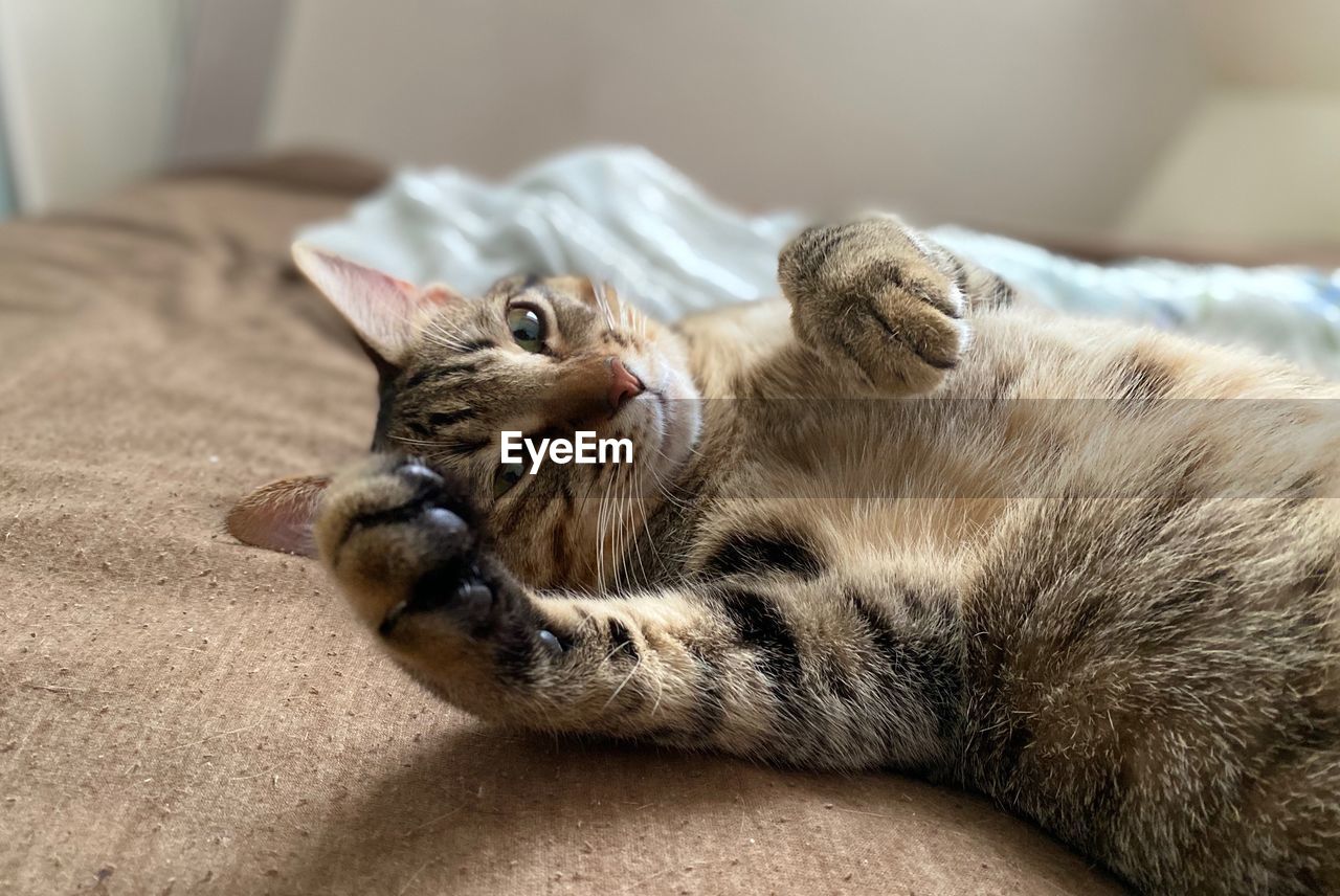 Close-up of a cat resting