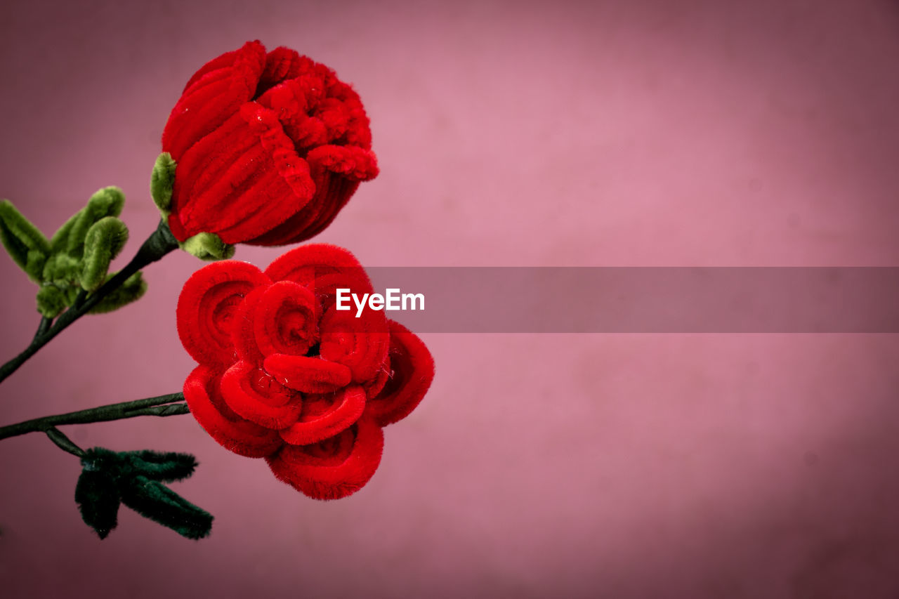 red, flower, plant, flowering plant, rose, beauty in nature, pink, macro photography, petal, nature, freshness, close-up, flower head, inflorescence, no people, garden roses, fragility, love, studio shot, valentine's day, colored background, plant part, leaf, copy space, emotion, positive emotion, indoors, growth