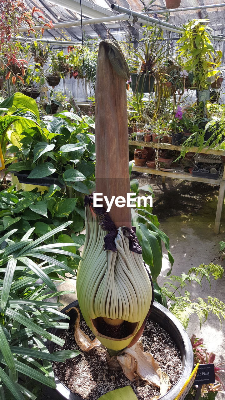 PLANTS GROWING ON TREE