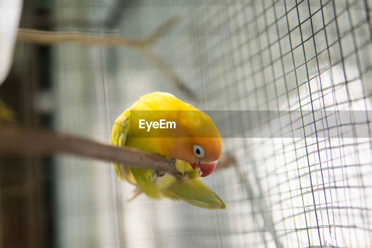 CLOSE-UP OF BIRD IN CAGE