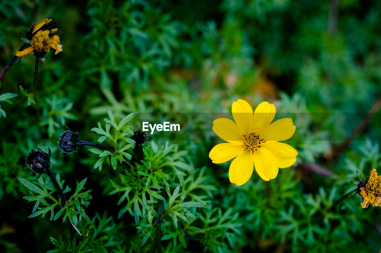 CLOSE-UP OF YELLOW FLOWERING PLANT AGAINST BLURRED BACKGROUND
