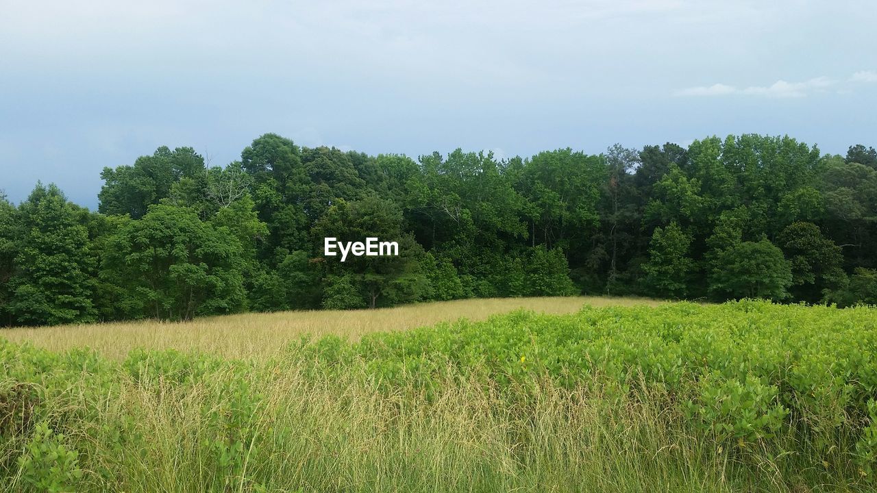 Trees in field